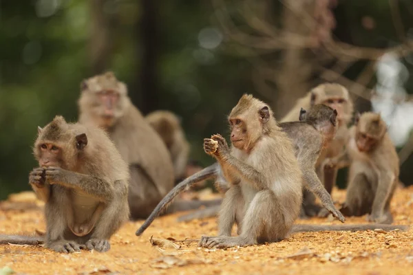 Famiglia macaque — Foto Stock