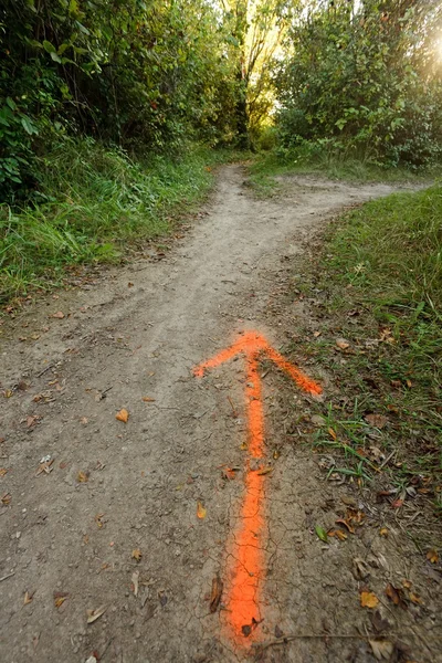 Paint arrow direction in forest — Stock Photo, Image