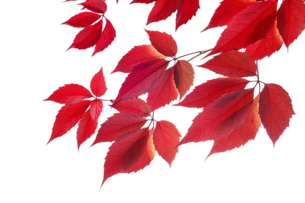 Autumn red leaves — Stock Photo, Image