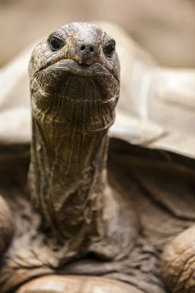 Portrait de tortue africaine — Photo