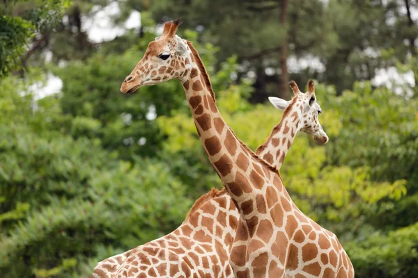 Giraffe kruising — Stockfoto