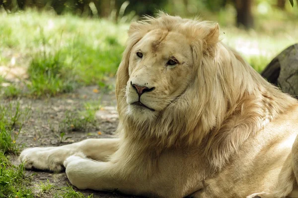 White lion portrait — Stock Photo, Image