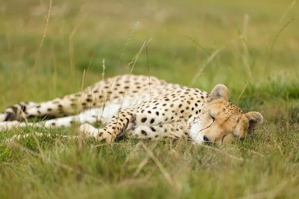 Gepard liegt auf Wiese — Stockfoto