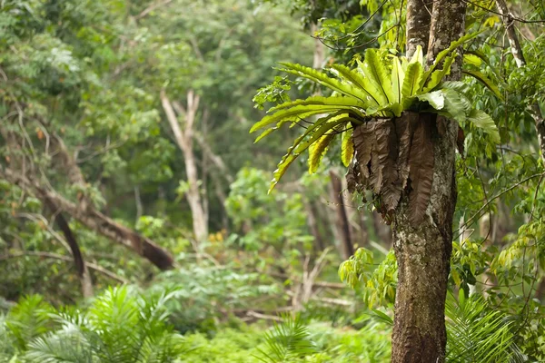 Tropischer Epiphytenfarn — Stockfoto