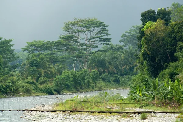 Tempestade na selva — Fotografia de Stock