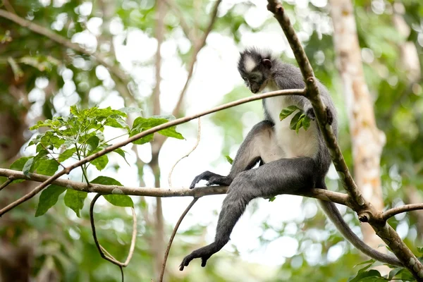 Tomás macaco da folha — Fotografia de Stock