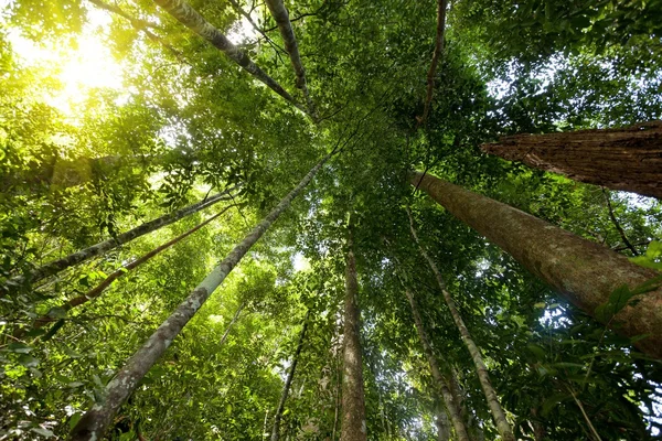 Floresta tropical da ilha de tioman — Fotografia de Stock