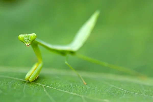 Praying mantis larv — Stockfoto