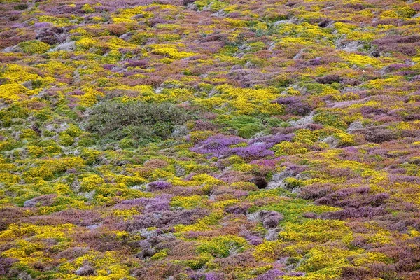 Λουλούδια σε moor — Φωτογραφία Αρχείου