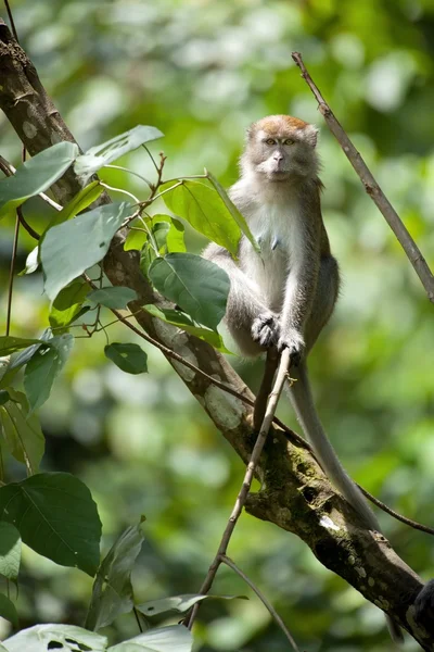 Macaco de cauda longa — Fotografia de Stock