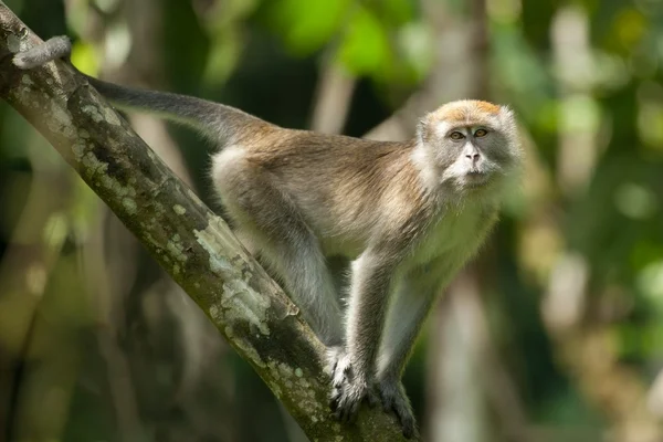 Długo tailed macaque — Zdjęcie stockowe