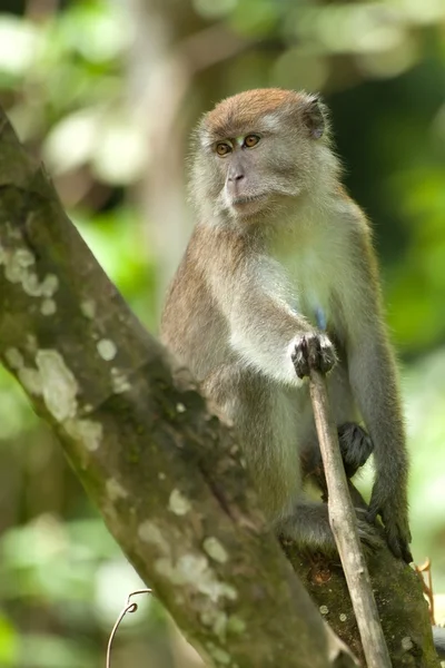 Macaco dalla coda lunga — Foto Stock