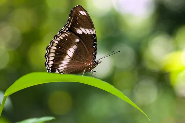 Butterfly Hypolimnas bolina — Stock Photo, Image