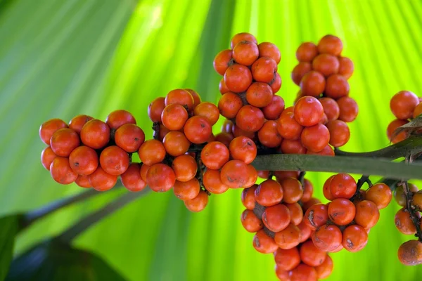 Frutos de palmeiras — Fotografia de Stock