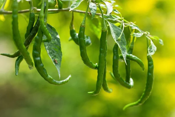 Fresh green pepper — Stock Photo, Image