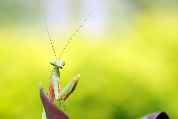 열 대 사마귀 — 스톡 사진