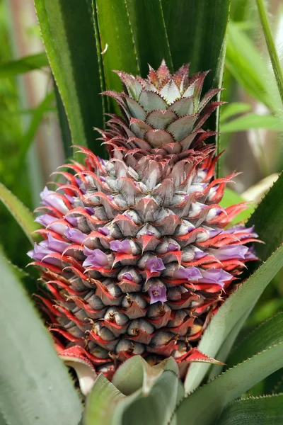 Ananas fruit and flower — Stock Photo, Image