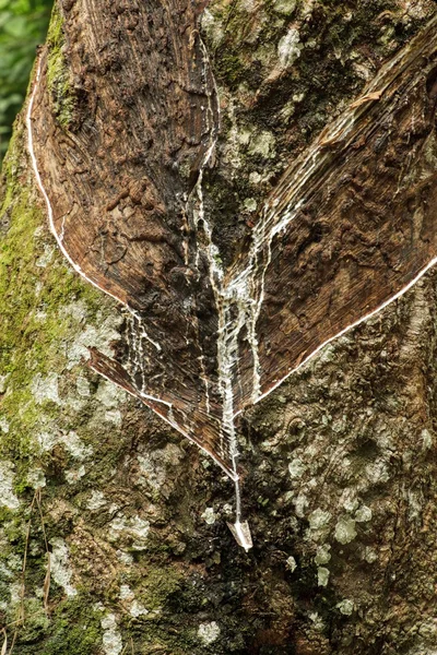 Детали дерева резины — стоковое фото