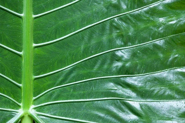 Elephant ear leaf — Stock Photo, Image