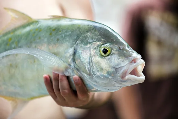 Grote tropische vissen — Stockfoto