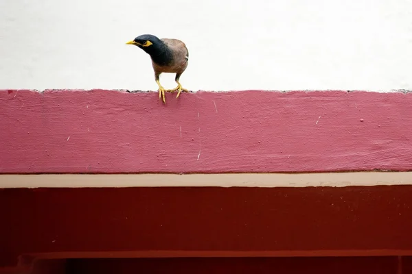 Mynah-Vogel — Stockfoto