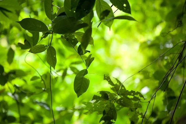 Selva folhas fundo — Fotografia de Stock