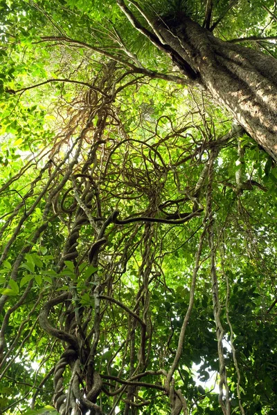 Jungle vines complexity — Stock Photo, Image