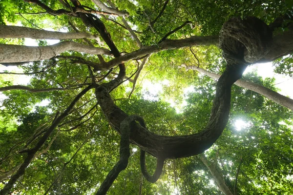 트위스트 큰 포도 나무 — 스톡 사진