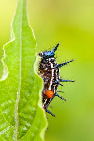 Caterpillar met spikes — Stockfoto