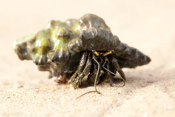 Hermit crab — Stock Photo, Image