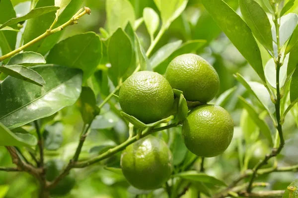 Kleine groene sinaasappelen — Stockfoto