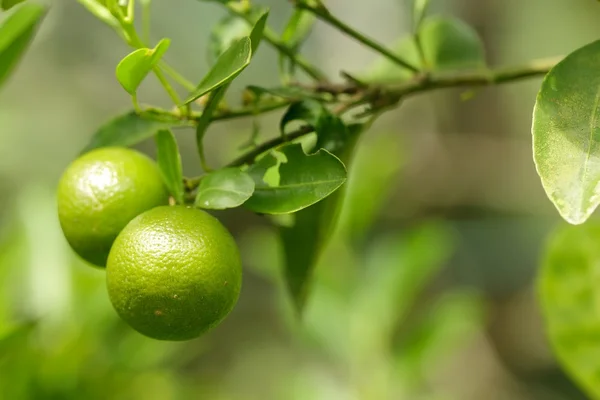 Twee groene sinaasappelen — Stockfoto