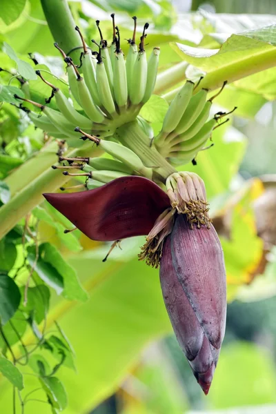 Banan träd blommor — Stockfoto