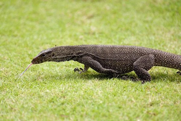 Monitora lucertola — Foto Stock