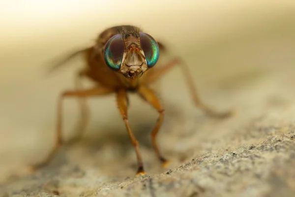 Portret horsefly — Zdjęcie stockowe