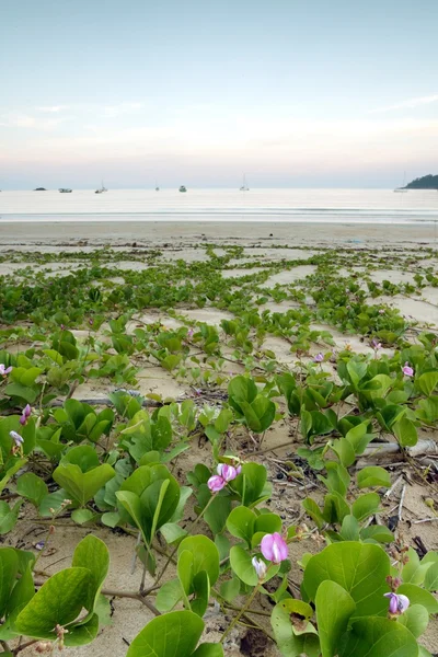 Tropical seascape — Stock Photo, Image