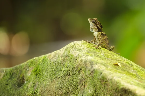 Anglehead lizard — Stock Photo, Image