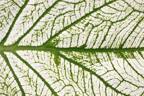 Caladium 잎 배경 — 스톡 사진
