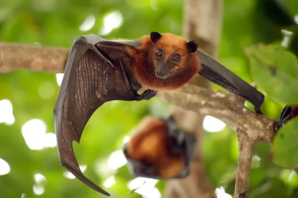 Flying Fox Bat Royaltyfria Stockbilder