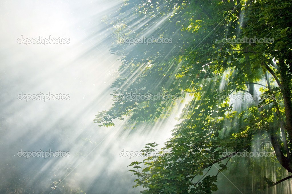 sunlight beams in forest