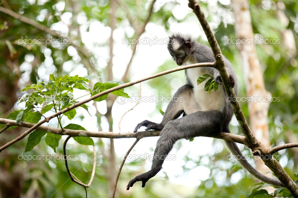 thomas leaf monkey