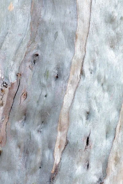 Pele de eucalipto — Fotografia de Stock