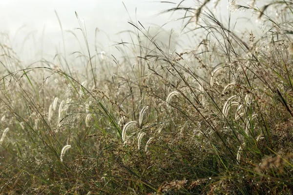 Natte tropische weide — Stockfoto