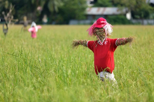 Espantapájaros en campo de arroz — Foto de Stock