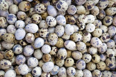 Bıldırcın yumurtası.