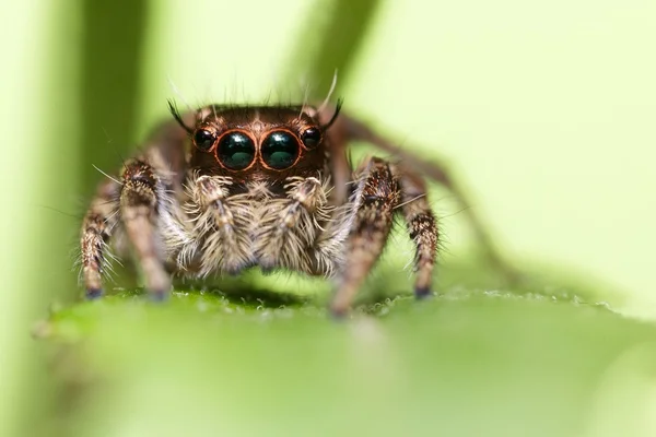 Retrato de araña saltarina —  Fotos de Stock