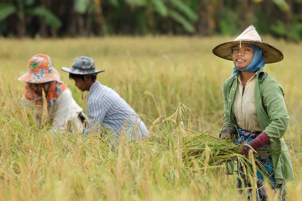农民收割水稻 — 图库照片