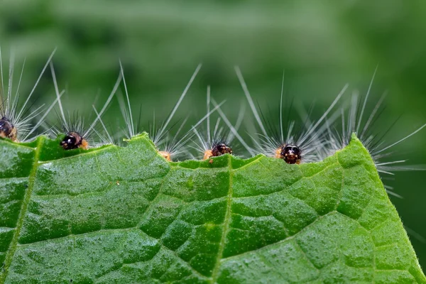 Caterpillar eten blad — Stockfoto