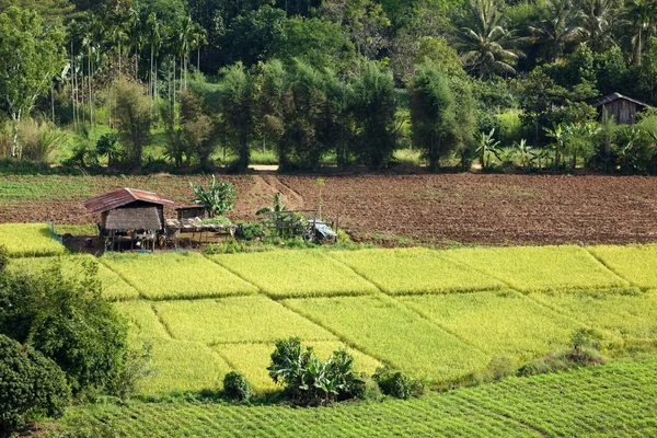 Asiatico riso campo — Foto Stock