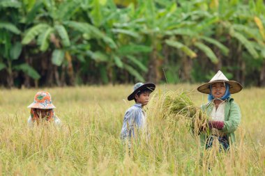 çiftçilerin pirinç hasat